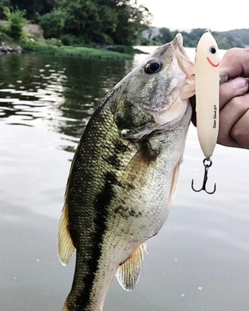 Amazon.co.jp: HEDDON(ヘドン) ルアー スーパースプークJr. X9236 12